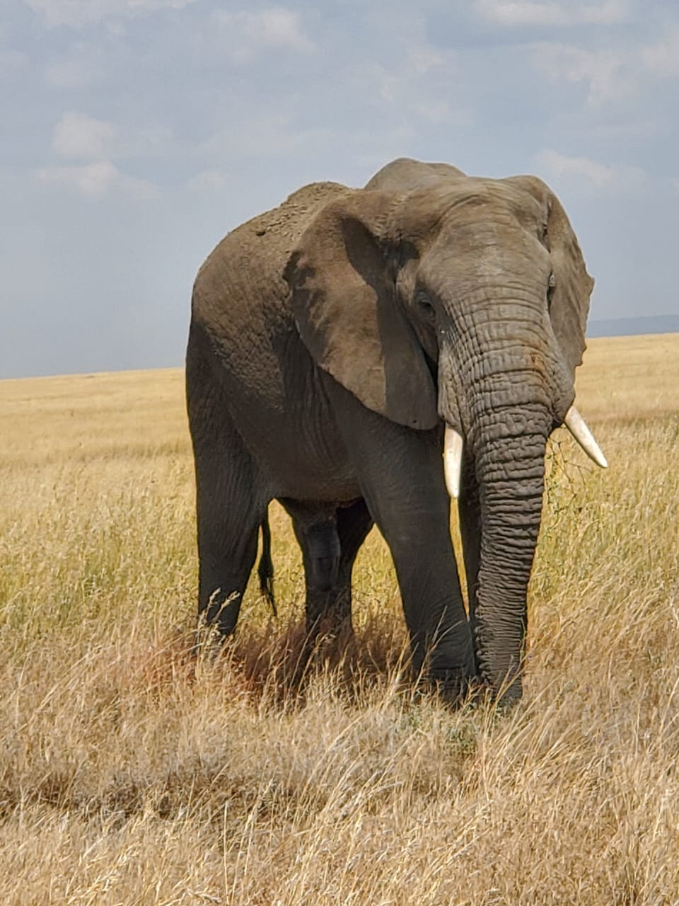 Big Five Safari