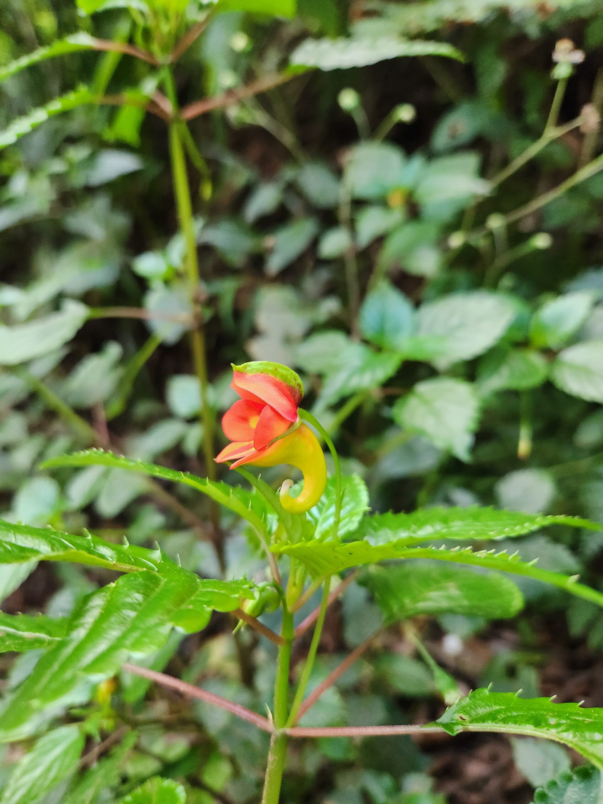 Machame