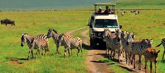Mid-Range Safari