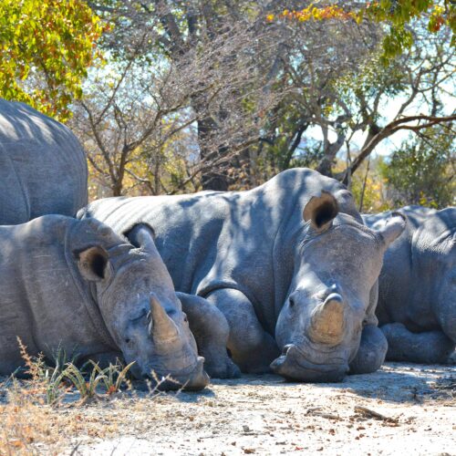 Tarangire, Lake Manyara & Ngorongoro Safari | 4 Day Tanzania Wildlife Safari